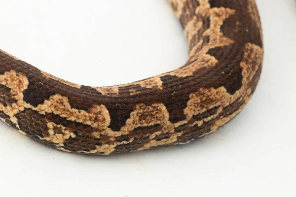 Salamon Sziget Őrölt Boa Kígyó Vagy Candoia Carinata Paulsoni Elszigetelt — Stock Fotó