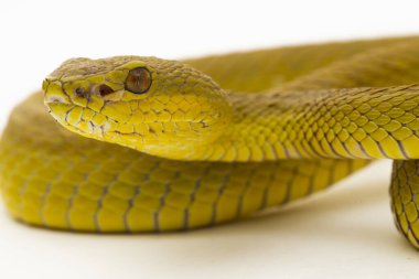 Sarı Sunda Adası pitenger yılanı Trimeresurus insularis ıssız beyaz arka planda