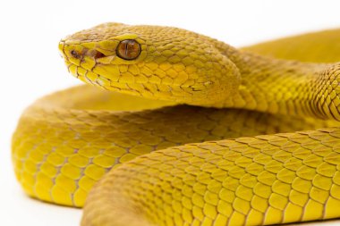 Sarı Sunda Adası pitenger yılanı Trimeresurus insularis ıssız beyaz arka planda