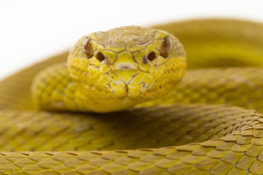 Sarı Sunda Adası pitenger yılanı Trimeresurus insularis ıssız beyaz arka planda