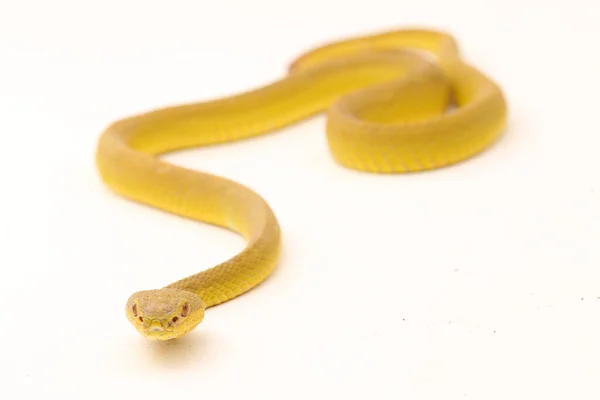 Gelbe Sumpfnatter Trimeresurus Insularis Nass Isoliert Auf Weißem Hintergrund — Stockfoto