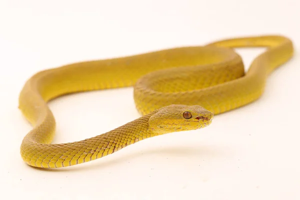 Pitviper Snake Trimeresurus Insularis Wetar Isolated White Background — 스톡 사진