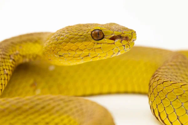 Yellow Sunda Island Pitviper Snake Trimeresurus Insularis Wetar Ізольований Білому — стокове фото