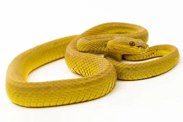 Yellow Sunda Island Pitviper Snake Trimeresurus Insularis Wetar Isolated White — Stock Photo, Image