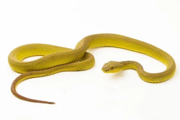 Yellow Sunda Island Pitviper Snake Trimeresurus Insularis Wetar Isolated White — Stock Photo, Image