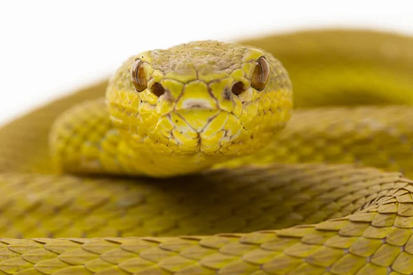 Pitviper Snake Trimeresurus Insularis Wetar Isolated White Background 스톡 사진
