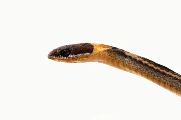 Ошейниковая Змея Полосатая Мусорная Змея Sibynophis Geminatus Изолирована Белом Фоне — стоковое фото