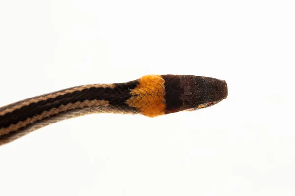Yakalı Yılan Çizgili Çöp Yılanı Sibynophis Geminatus Beyaz Arka Planda — Stok fotoğraf