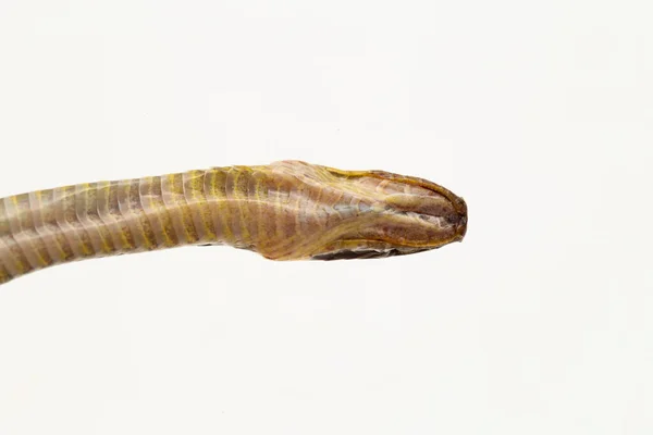 Serpente Collare Lettiera Strisce Serpente Sibynophis Geminatus Isolato Sfondo Bianco — Foto Stock