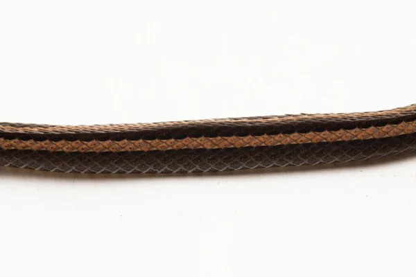 Φιδάκι Ριγωτό Φίδι Γέννας Sibynophis Geminatus Που Απομονώνεται Λευκό Φόντο — Φωτογραφία Αρχείου