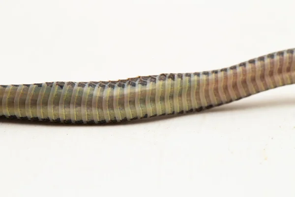 Φιδάκι Ριγωτό Φίδι Γέννας Sibynophis Geminatus Που Απομονώνεται Λευκό Φόντο — Φωτογραφία Αρχείου
