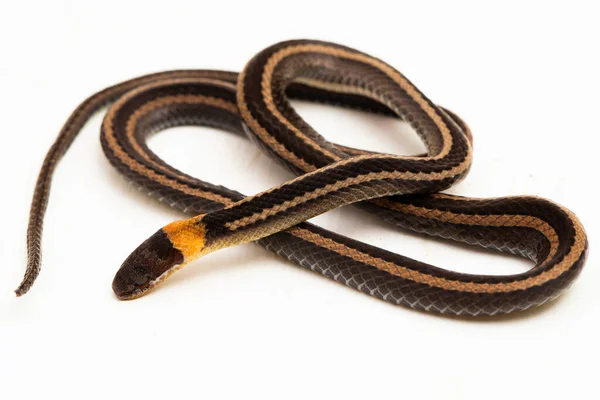 Serpente Colarinho Listrado Serrapilheira Sibynophis Geminatus Isolado Fundo Branco — Fotografia de Stock