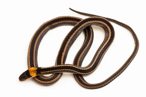 Serpente Colarinho Listrado Serrapilheira Sibynophis Geminatus Isolado Fundo Branco — Fotografia de Stock