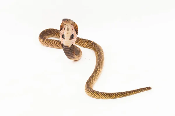 Cobra Cracheur Équatorial Serpent Cobra Cracheur Doré Naja Sumatrana Isolé — Photo