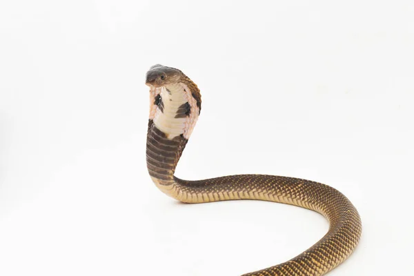 Equatoriaal Spugende Cobra Gouden Spugende Cobra Slang Naja Sumatrana Geïsoleerd — Stockfoto