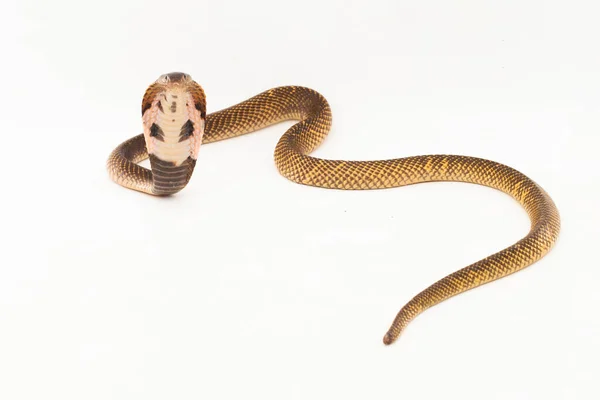 Cobra Escupida Ecuatorial Serpiente Cobra Escupida Dorada Naja Sumatrana Aislada — Foto de Stock