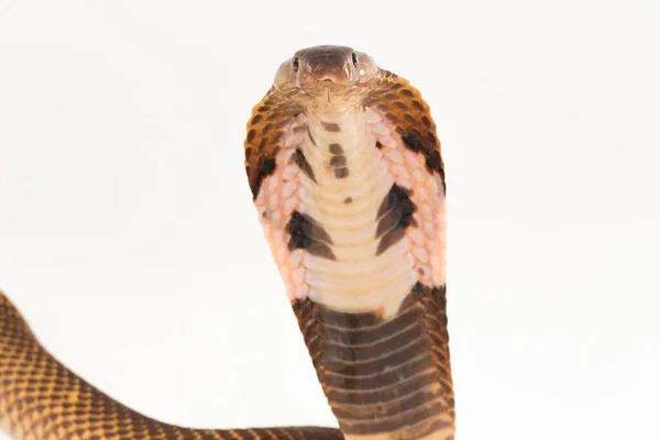Ισημερινή Spitting Κόμπρα Golden Spitting Cobra Φίδι Naja Sumatrana Απομονωμένο — Φωτογραφία Αρχείου