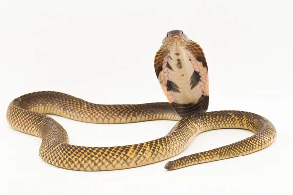 从白色背景分离出来的赤道几内亚吐出的眼镜蛇或金黄色吐出的眼镜蛇 Naja Sumatrana — 图库照片