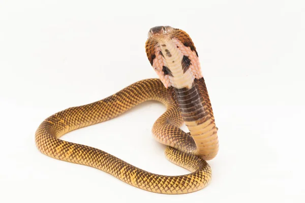 Cobra Cuspir Equatorial Cobra Cuspir Dourada Naja Sumatrana Isolada Fundo — Fotografia de Stock