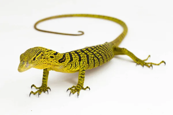 Gele Boommonitor Reisinger Boommonitor Varanus Reisingeri Geïsoleerd Witte Achtergrond — Stockfoto