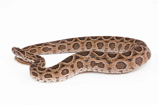 Russel Viper Snake Eastern Russels Viper Daboia Siamensis Isolated White — Stock Photo, Image