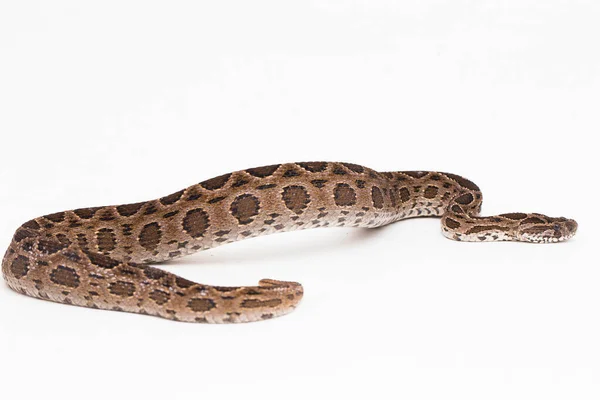 Viper Snake Eastern Russels Viper Daboia Siamensis 배경에서 로열티 프리 스톡 사진