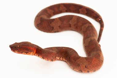 Düz burunlu pitenger yılanı Craspedocephalus Trimeresurus Puniceus beyaz arka planda izole edilmiş.