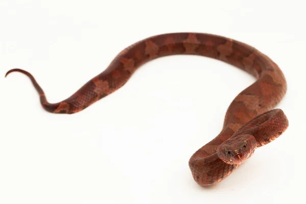 Serpiente Pitviper Nariz Plana Craspedocephalus Trimeresurus Puniceus Aislada Sobre Fondo — Foto de Stock