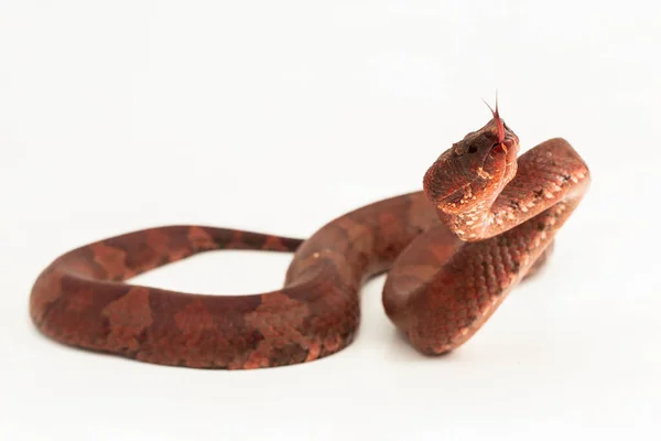 Lapos Orrú Pitvipera Kígyó Craspedocephalus Trimeresurus Puniceus Izolált Fehér Alapon — Stock Fotó