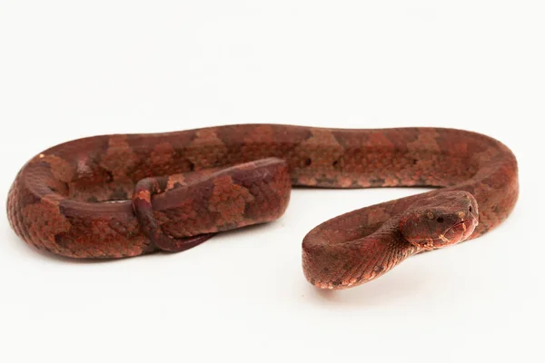 Serpiente Pitviper Nariz Plana Craspedocephalus Trimeresurus Puniceus Aislada Sobre Fondo — Foto de Stock
