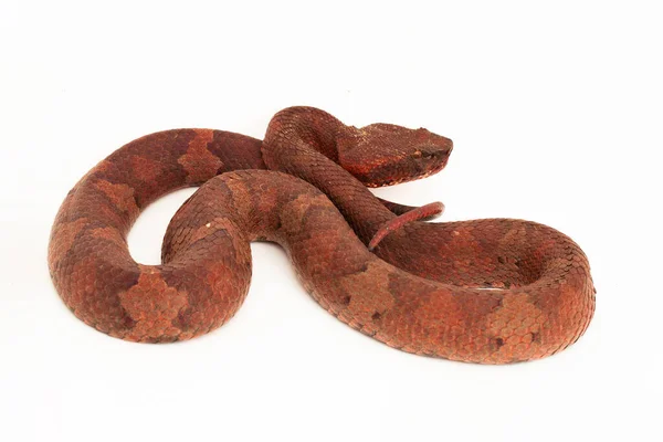 Flat Nosed Pitviper Snake Craspedocephalus Trimeresurus Puniceus Isolated White Background — Stock Photo, Image