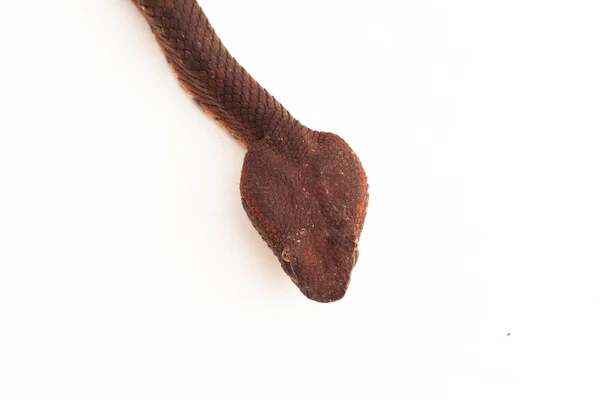 Serpente Pitvipera Dal Naso Piatto Craspedocephalus Trimeresurus Puniceus Isolato Fondo — Foto Stock
