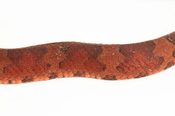 Lapos Orrú Pitvipera Kígyó Craspedocephalus Trimeresurus Puniceus Izolált Fehér Alapon — Stock Fotó