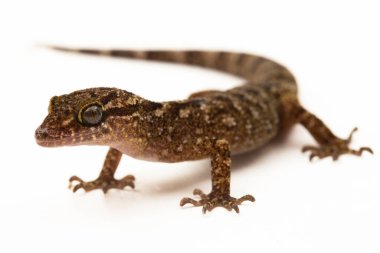 Mermer yay parmaklı kertenkele veya Javan bükülmüş kertenkele cyrtodactylus marmoratus beyaz arkaplanda izole