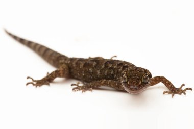 Mermer yay parmaklı kertenkele veya Javan bükülmüş kertenkele cyrtodactylus marmoratus beyaz arkaplanda izole