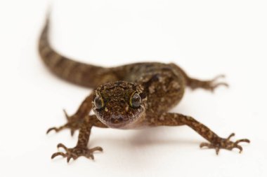 Mermer yay parmaklı kertenkele veya Javan bükülmüş kertenkele cyrtodactylus marmoratus beyaz arkaplanda izole