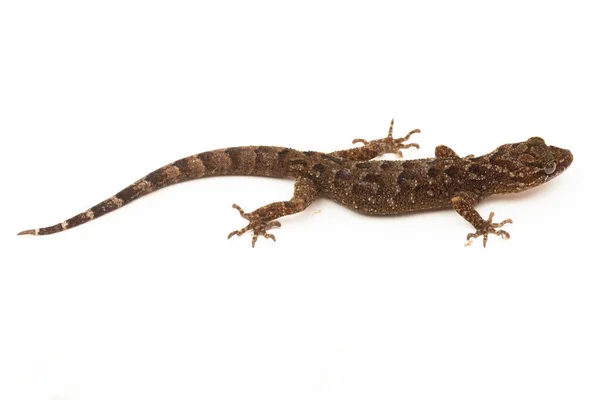 Mramorovaný Luk Prst Gecko Nebo Javan Ohnutý Špička Gecko Ještěrka — Stock fotografie
