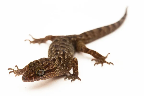 Μαρμαροειδές Gecko Javan Bent Toed Gecko Σαύρα Cyrtodactylus Marmoratus Που — Φωτογραφία Αρχείου