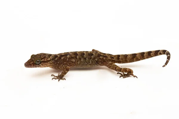 Gecko Dedos Arcos Marmoreados Lagarto Bico Curvado Javan Cyrtodactylus Marmoratus — Fotografia de Stock