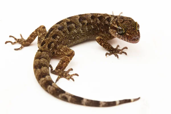 Gecko Dedos Arcos Marmoreados Lagarto Bico Curvado Javan Cyrtodactylus Marmoratus — Fotografia de Stock
