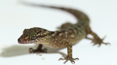 Mermer yay parmaklı kertenkele veya Javan bükülmüş kertenkele cyrtodactylus marmoratus beyaz arkaplanda izole