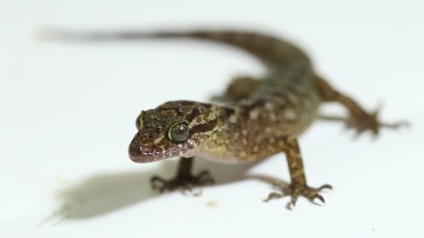 Μαρμαροειδές Gecko Javan Bent Toed Gecko Σαύρα Cyrtodactylus Marmoratus Που — Αρχείο Βίντεο