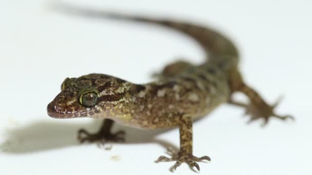 Gecko Doigts Arc Marbrés Gecko Doigts Courbés Javan Cyrtodactylus Marmoratus — Video