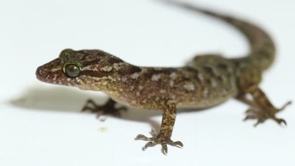 Den Marmorerade Gecko Eller Javan Böjda Gecko Ödla Cyrtodactylus Marmoratus — Stockvideo