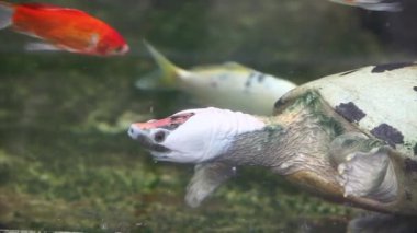 Boyalı terrapin, boyalı batagur, veya testere çeneli kaplumbağa (Batagur borneoensis)