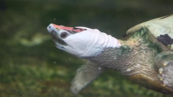 Die Bemalte Wasserschildkröte Die Bemalte Batagur Oder Die Sägebacken Schildkröte — Stockvideo