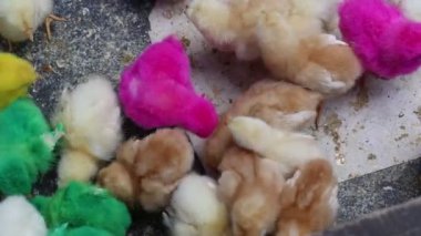Endonezya pazarında satılık renkli yapay boyalı yavru tavuklar..