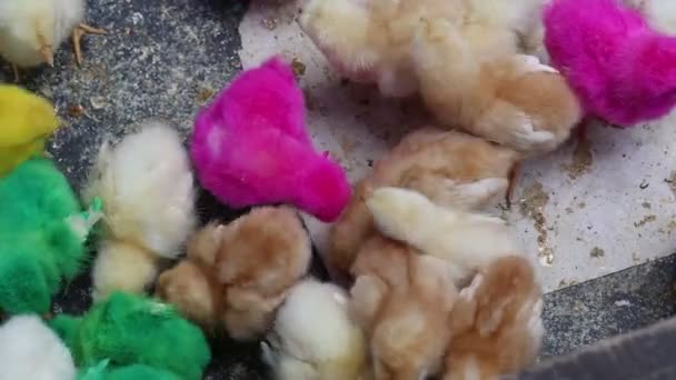 Vibráló Színes Mesterséges Festék Baba Csirke Csirke Eladó Egy Helyi — Stock videók