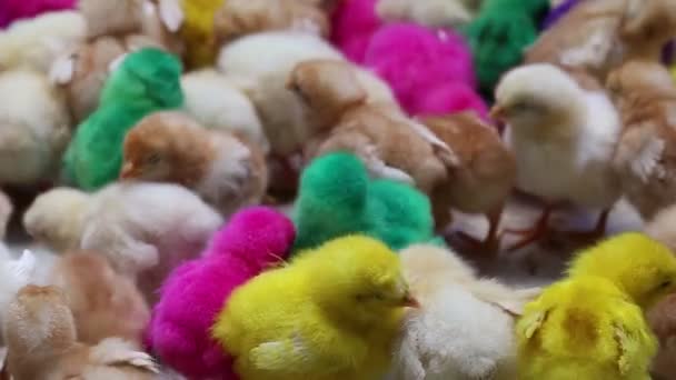 Pollitos Pollo Colorido Colorido Artificial Para Venta Mercado Indonesio Local — Vídeo de stock