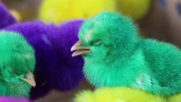 Lebendige Bunte Künstliche Farbstoff Baby Hühner Küken Zum Verkauf Einem — Stockvideo